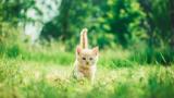 purrr 1.2.0